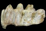 Gomphotherium (Mastodon Relative) Molar - France #139356-1